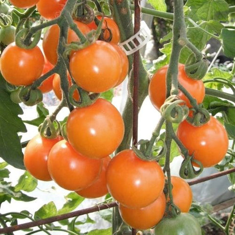Semence "Tomate cerise Sungold" - Bio - Écoumène