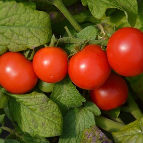 Semence "Tomate cerise Tiny Tim" - Bio - Écoumène