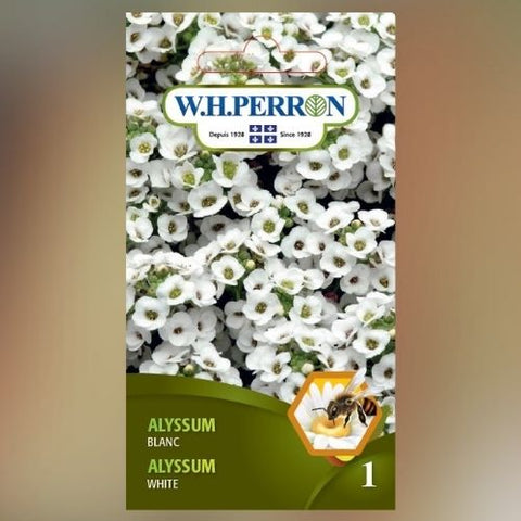 Semence de "Alyssum Blanc"