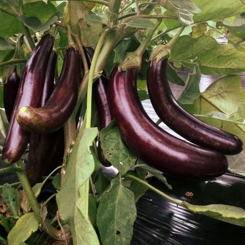 Semence "Aubergine little finger" - Bio - Écoumène
