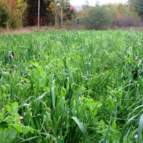 Semence "Avoine et Pois" - Bio - Écoumène