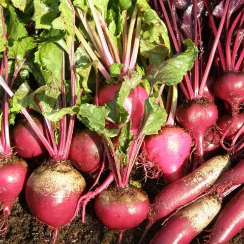 Semence "Betterave en mélange" - Bio - Écoumène