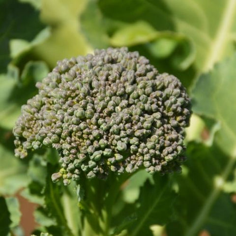 Semence "Brocoli de Cicco" - Bio -  Écoumène