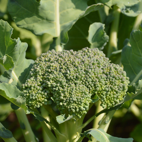 Semence "Brocoli Goliath" - Bio - Écoumène