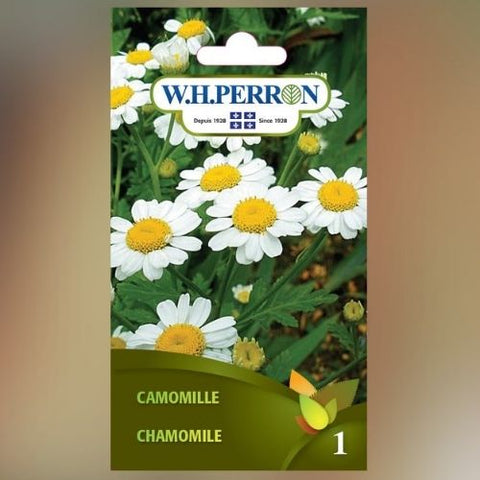 Semence de "Camomille" non traité