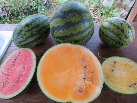 Semence de "Trio de Melons d'eau"