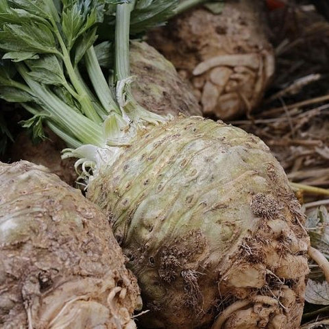 Semence "Céleri-rave géant de Prague" - Bio - Écoumène