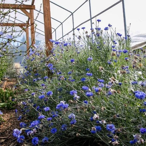 Semence "Centaurée bleuet" - Bio - Écoumène