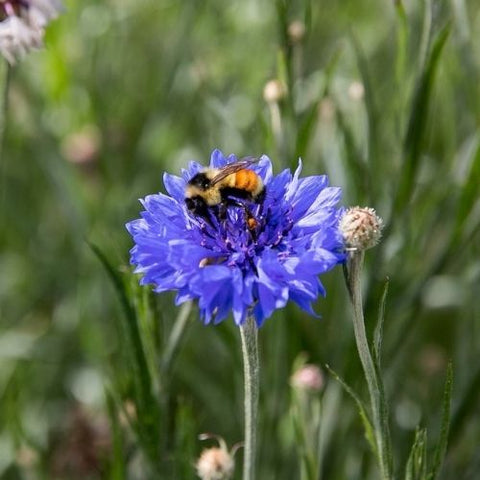 Semence "Centaurée bleuet" - Bio - Écoumène