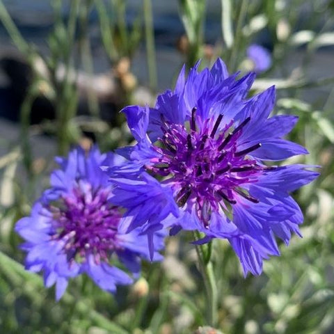Semence "Centaurée bleuet" - Bio - Écoumène