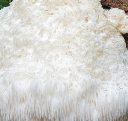 Semence de "Champignon Lion's Mane"