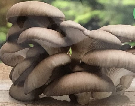 Semence de "Champignon Oyster"