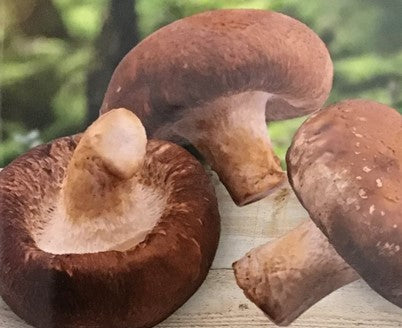 Semence de "Champignon Shitake"