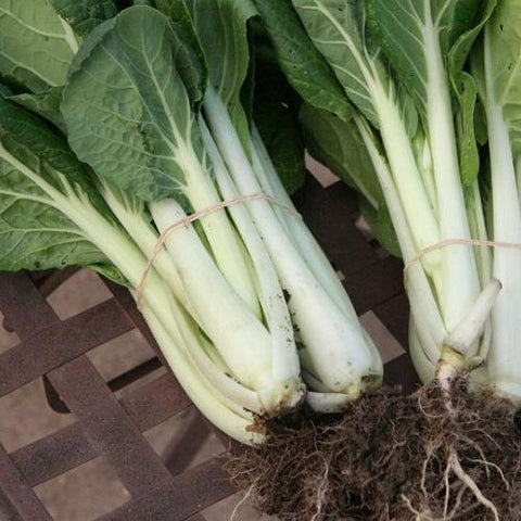 Semence "Chou chinois pak choi Prize" - Bio - Écoumène