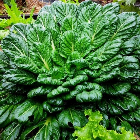 Semence "Chou chinois tatsoi" - Bio - Écoumène