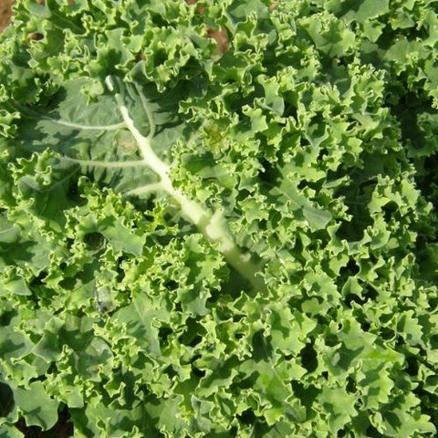 Semence "Chou frisé Scotch" - Bio - Écoumène