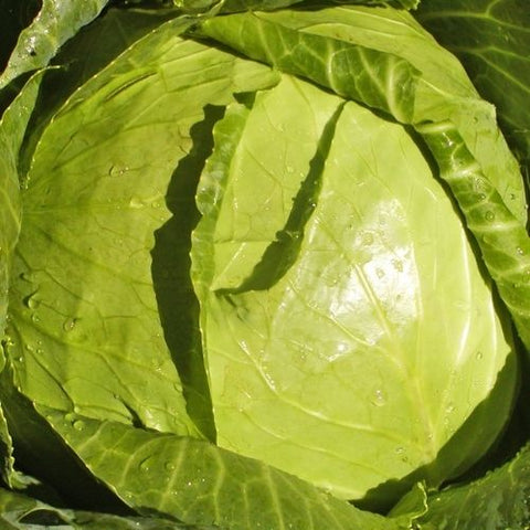 Semence "Chou pommé Copenhagen" - Bio - Écoumène