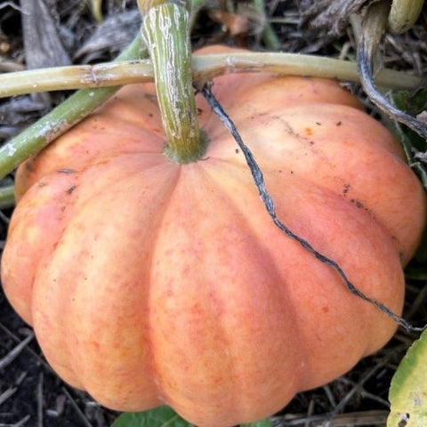 Semence de "Citrouille Moranga" - Bio - Écoumène