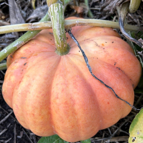 Semence de "Citrouille Moranga" - Bio - Écoumène