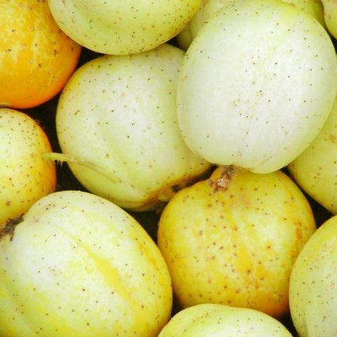 Semence "Concombre lemon" Bio - Écoumène