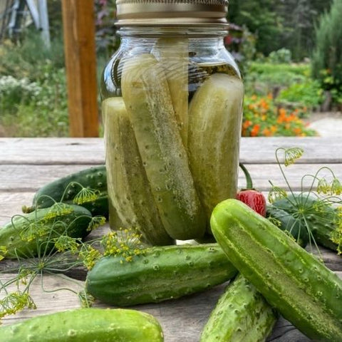 Semence "Concombre à cornichon National Pickling" Bio - Écoumène