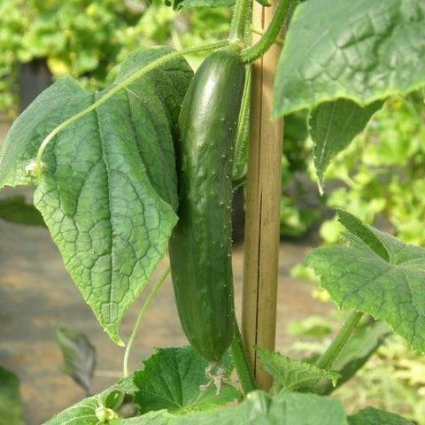Semence "Concombre Libanais Green finger" - Bio - Écoumène