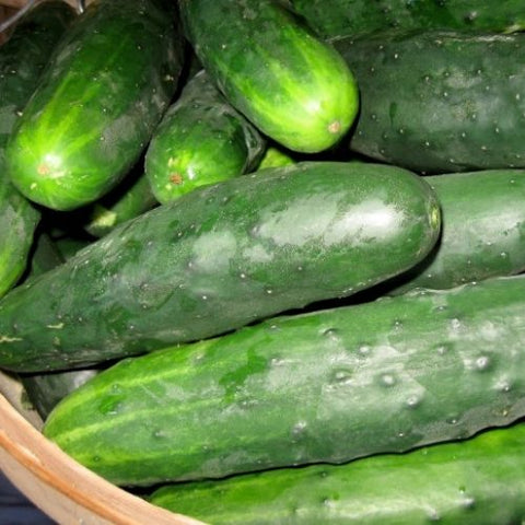 Semence "Concombre Marketmore 76" - Bio - Écoumène