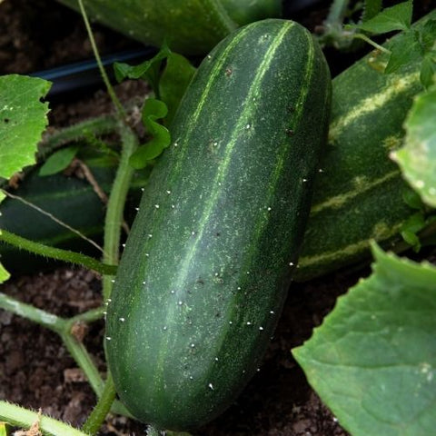 Semence "Concombre Spacemaster" - Bio - Écoumène