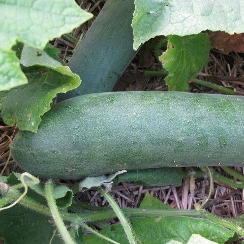 Semence "Concombre Tante Alice" - Bio - Écoumène