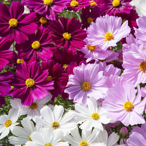 Semence de fleurs de "Cosmos Sonata en mélange"