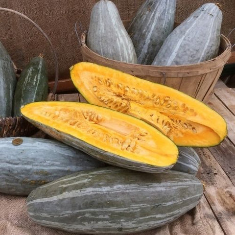 Semence "Courge bleue du Guatemala" - Bio - Écoumène