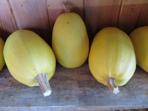 Semence de "Courge Spaghetti"