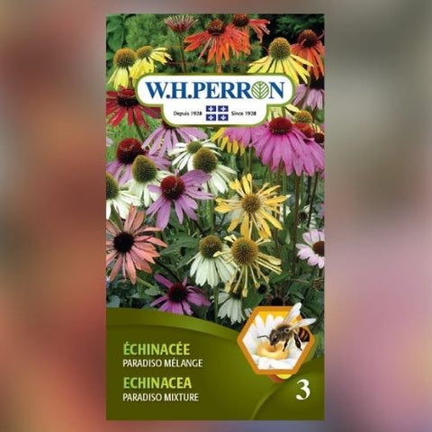 Semence de "Échinacée Paradiso Mélange"