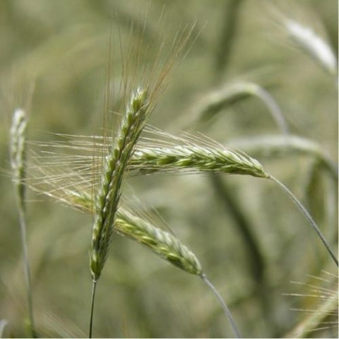 Semence "Seigle" - Bio - Écoumène