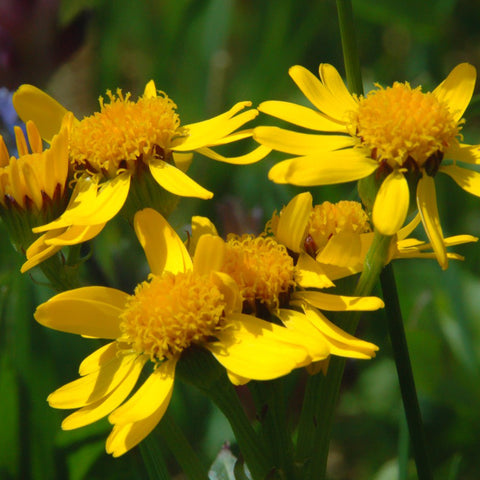 Semence de "Arnica Americana" - Bio - Écoumène