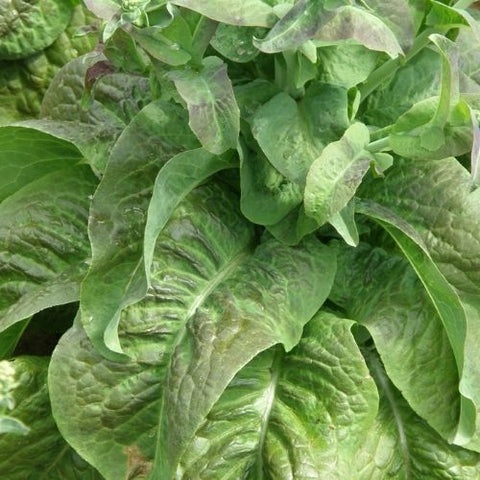 Semence de "Laitue tige Asperge Cracoviensis" - Bio - Écoumène