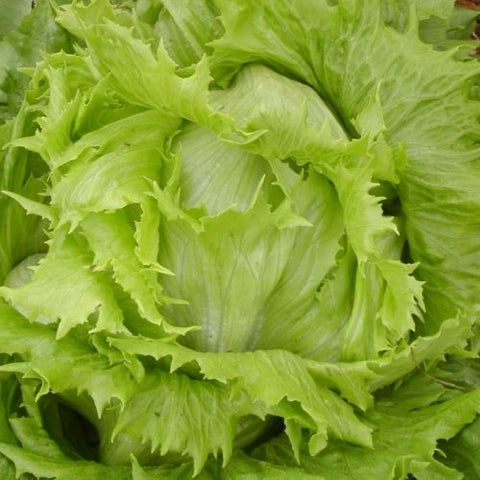 Semence "Laitue pommée Reine des Glaces" - Bio - Écoumène