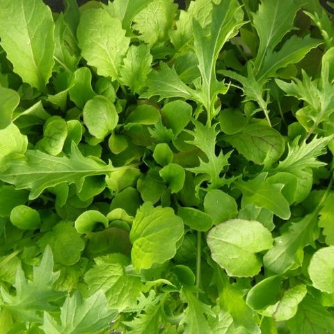 Semence "Mesclun de luxe" - Bio - Écoumène