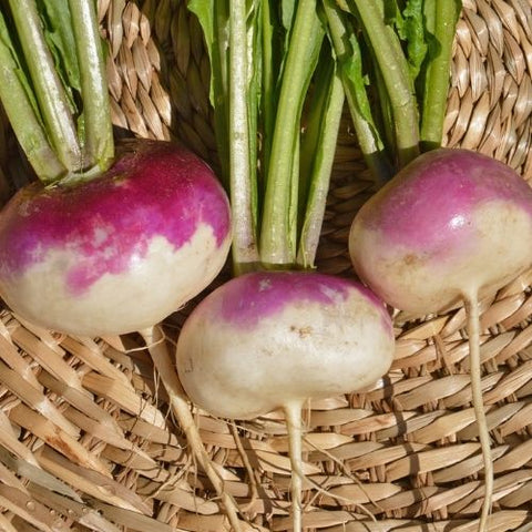 Semence "Navet blanc à collet violet" - Bio - Écoumène