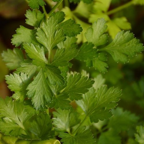 Semence "Persil Italien" - Bio - Écoumène