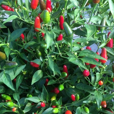 Semence "Piment Thai hot" - Bio - Écoumène