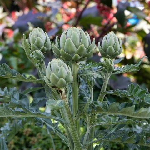 Semence "Artichaut Tavor" - Bio - Écoumène
