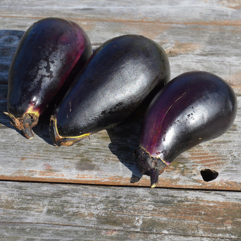 Semence de "Aubergine Black" - Bio - Écoumène