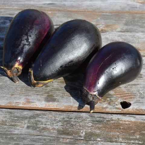 Semence de "Aubergine Black" - Bio - Écoumène