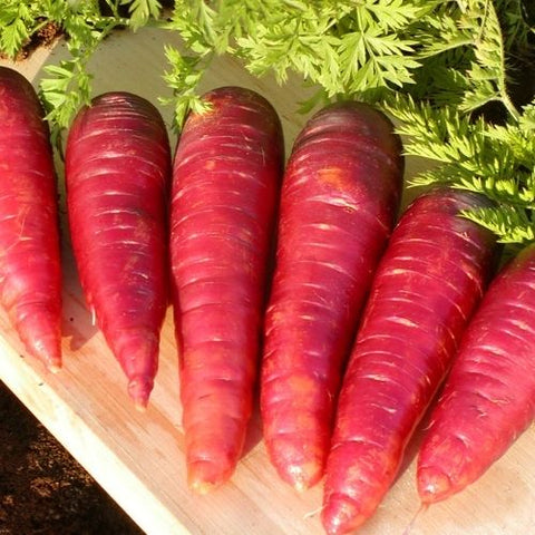 Semence "Carotte Purple Dragon" - Bio - Écoumène