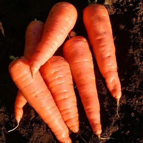 Semence "Carotte red cored Chantenay" - Bio - Écoumène