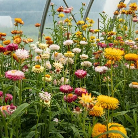 Semence de "Immortelle à bractée en mélange" - Bio - Écoumène