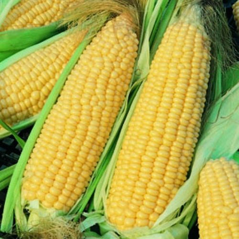 Semence de "Maïs Golden Bantam" – Bio - Écoumène