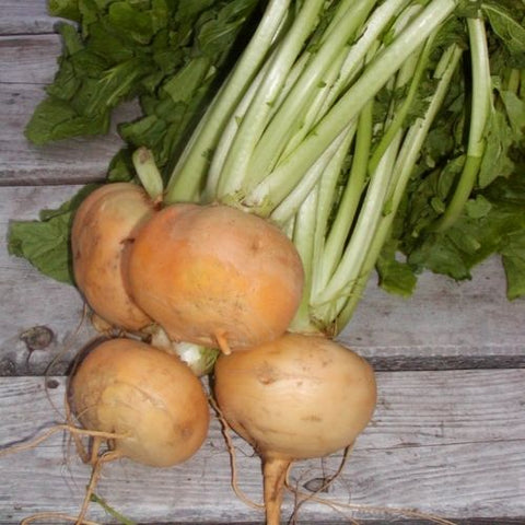 Semence de "Navet Petrowski" - Bio - Écoumène