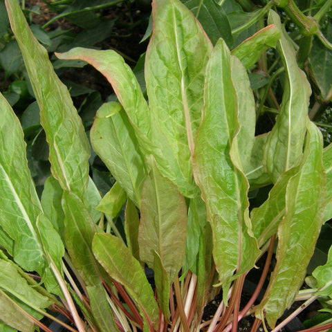 Semence de "Oseille de jardin" - Bio - Écoumène
